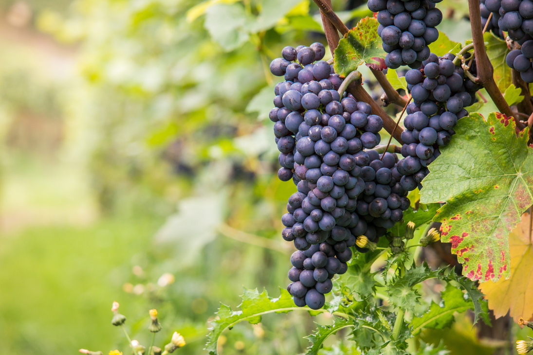 Grapes in a Vineyard